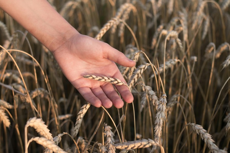 handholdingwheat2